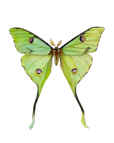 mariposa verde